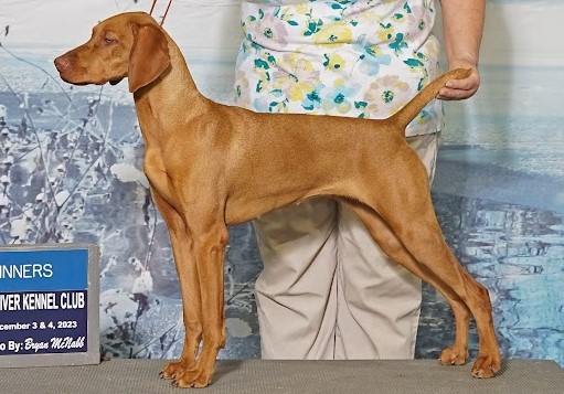 Solaris vizslas best sale