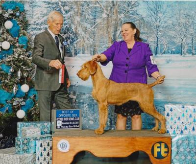 Vizsla national best sale dog show 2018